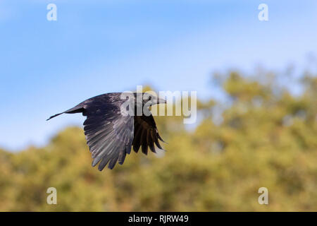 Common raven, Corvus corax in the wild flying with trees and blue sky in the background Stock Photo