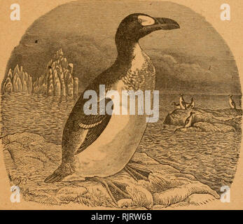 . The Auk. Birds. Old Series, CONTINUATION OF THE New VoLXXXVM BULLETIN 0F THE NUTTALL ORNITHOLOGICAL CLUB ) ^^ XXVIII The Auk H ©uarterty 3ournal of ©rnttboloss Vol. XXVIII -JANUARY, 1911— No. 1. PUBLISHED BY The American Ornithologists' Union CAMBRIDGE, MASS. Entered as second-class mail matter in the Post Office at Boston, Mass.. Please note that these images are extracted from scanned page images that may have been digitally enhanced for readability - coloration and appearance of these illustrations may not perfectly resemble the original work.. American Ornithologists' Union. Washington,  Stock Photo