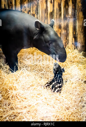 Edinburgh UK. 7th Feb 2019. Edinburgh Zoo is celebrating the birth