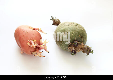 Sprouting  potatoes isolated against white background Stock Photo