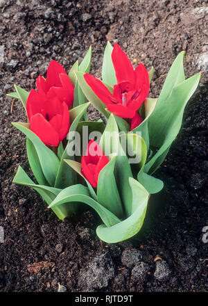 Tulipa praestans Fusilier  A group of this small growing tulipa of the miscellaneous group that has bright red flowers  Fully hardy Stock Photo