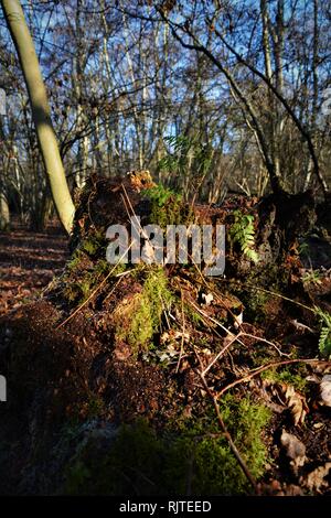 moss on  a trees tump in  a wood bright winters morning. new sapling growing from the side Stock Photo