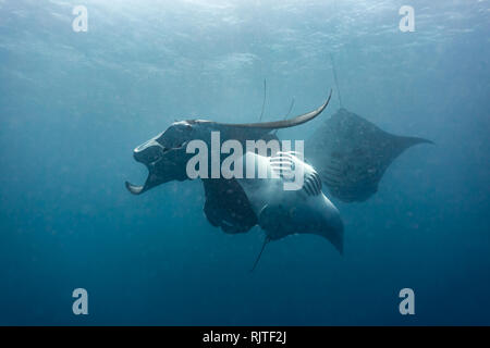 close cluster of giant manta rays doing barrel rolls while feeding on plankton Stock Photo