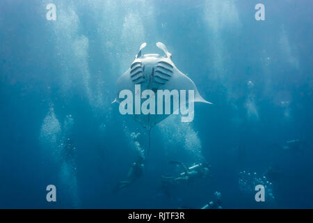 Giant manta rays perform barrel rolls while feeding on plankton for a group of divers Stock Photo