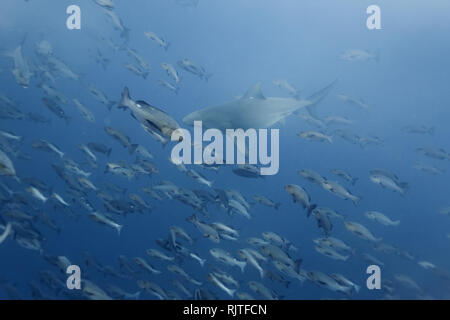 Closeup of bull shark intercepting large fish in a school Stock Photo