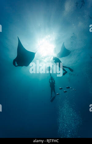 Film crew scuba divers photograph two giant manta rays Stock Photo