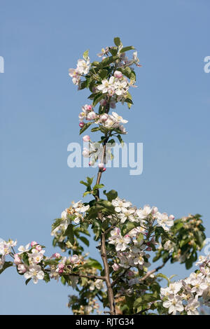 Trees in the sakura (Prunus avium) Lower Saxony, Altes Land, Germany, Europe Stock Photo