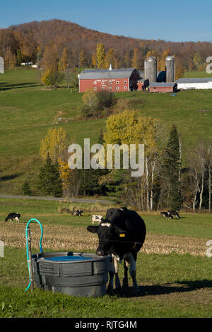 Cows graze on an idyllic hillside farm in Kirby, Caledonia County, Vermont, USA during the Autumn Fall Foliage Season Stock Photo