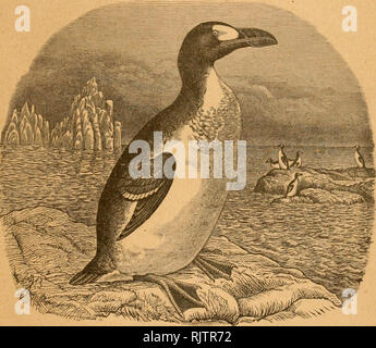 . The Auk. Birds. Old CONTINUATION OF THE New Vof'^XXVl'^ BULLETIN OF THE NUTTALL ORNITHOLOGICAL CLUB ^yj^xm The Auk ^ iliiiartcrli^ 9oiivnal of C&gt;nutl)ologv Vol. XVIII —JJLlTUAilY, ISOl- ITo. 1. PUBLISHED BY The American Ornithologists' Union CAMBRIDGE, MASS. Entered as second-class mail matter in the Post Office at Boston, Mass.. Please note that these images are extracted from scanned page images that may have been digitally enhanced for readability - coloration and appearance of these illustrations may not perfectly resemble the original work.. American Ornithologists' Union. Washington Stock Photo