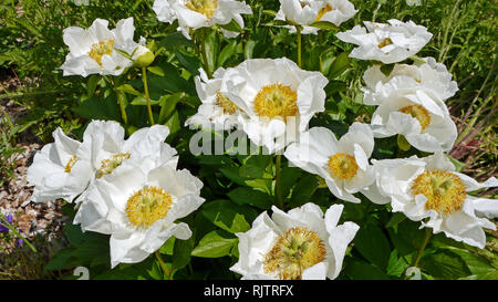 Chateau de Touffou gardens, Bonnes, France Stock Photo