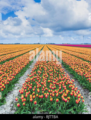 A field of tulips with wind turbines in the background. North Holland The Netherlands Europe Stock Photo