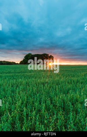 Dramatic sky and sunset over arable farmland, vertical image, Halland, Sweden, Europe Stock Photo