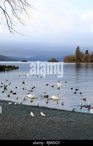 Waterfowl waiting to fed by tourists, Bowness on Windermere, Lake District, Cumbria, England Stock Photo