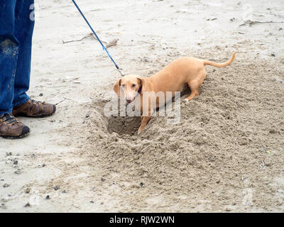 A Dachshund pauses to look at the camera while digging a hole in the sand on the beach in Port Aransas, Texas USA. Stock Photo