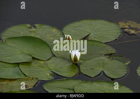 white water lily bud and lily pads in pond water Stock Photo