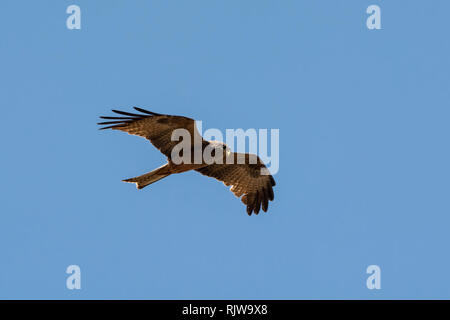 A Yellow-billed Kite in flight in Southern Africa Stock Photo