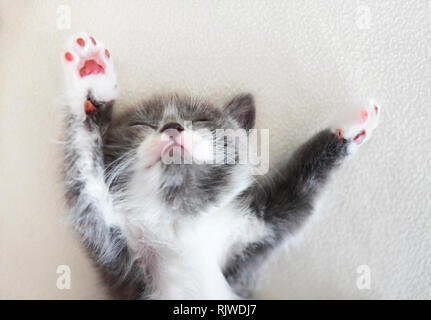 Cute little British shorthair kitten sleeping on the bed Stock Photo