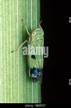 Nymph of a green paddy rice leafhopper (Nephotettix virescens) pest and disease vector of rice on a rice leaf, Philippines Stock Photo