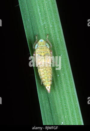 Nymph of a green paddy rice leafhopper (Nephotettix virescens) pest and disease vector of rice on a rice leaf, Philippines Stock Photo