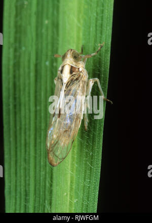 White-backed planthopper (Sogatella furcifera) adult of pest on a rice leaf, Luzon, Philippines Stock Photo