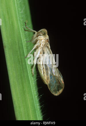 White-backed planthopper (Sogatella furcifera) adult of pest on a rice leaf, Luzon, Philippines Stock Photo