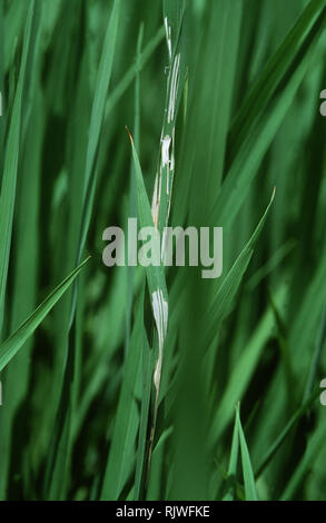 Rice leaf folder, Cnaphalocrocis medinalis, caterpillar damage to rice leaves and crop, Luzon, Philippes Stock Photo
