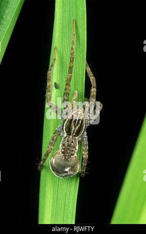 Spider On Rice Wolf spider (Lycosa pseudoannulata) female with egg case a predator in ...