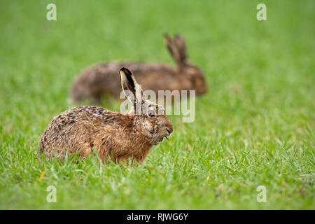 Two european brown hares lepus europaeus in summer with green blurred background Stock Photo