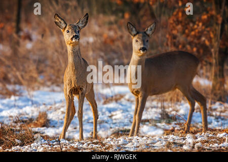 Two roe deer, capreolus capreolus, in winter time. Stock Photo