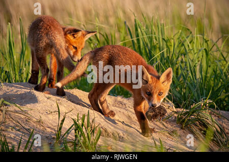 Red fox, vulpes vulpes, small young cubs near den playing. Stock Photo