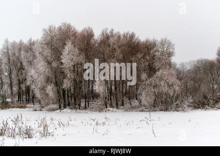 Winter snow trees, New Year's mood. Stock Photo