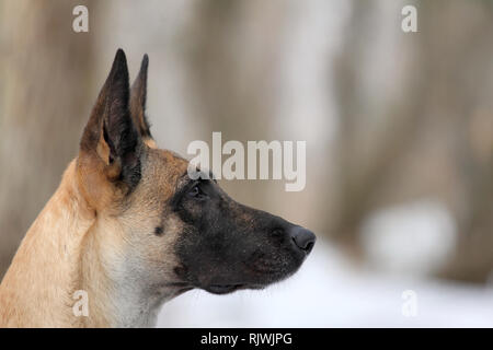 Belgian Shepherd Malinois Dog Stock Photo