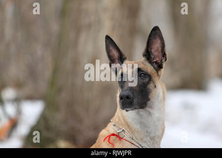 Belgian Shepherd Malinois Dog Stock Photo