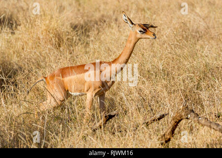 A single female Gerenuk or Giraffe gazelle in open scrub, looking and alert, Lewa Wilderness,Lewa Conservancy, Kenya, Africa Stock Photo