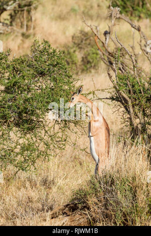 A single female Gerenuk or Giraffe gazelle browsing on it's hind legs in open scrub, Lewa Wilderness,Lewa Conservancy, Kenya, Africa Stock Photo