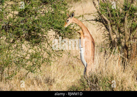 A single female Gerenuk or Giraffe gazelle browsing on it's hind legs in open scrub, Lewa Wilderness,Lewa Conservancy, Kenya, Africa Stock Photo