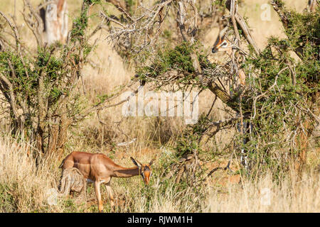 Female Gerenuk or Giraffe gazelle browsing in open scrub, with a male on it's hind legs partly hidden, Lewa Wilderness,Lewa Conservancy, Kenya, Africa Stock Photo