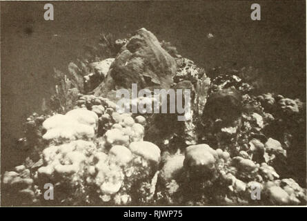 . Atoll research bulletin. Coral reefs and islands; Marine biology; Marine sciences. 10 scattered on a relatively flat coral rock base, extending to about 5 m depth (Fig. 7 &amp; 8). The coral rock is nearly completely covered with crustose coralline algae and bears many chiton holes about 1 cm in diameter (Littler et al., 1989, p.220-221). The sea urchin Diadema antillarum is uncommon, yet green and brown algae are also uncommon, probably due to common herbivorous fish.' Photo belt- quadrats revealed that 18% of the surface is covered with corals. The hydrocoral Millepora complanata covers 5. Stock Photo