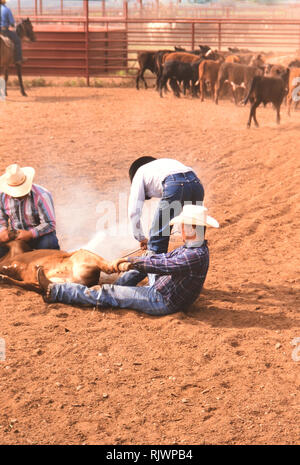 American Cowboys: 1990s Cowboys in the American west during spring branding time on the Triangle Ranch near Paducah Texas ca. 1998. Stock Photo