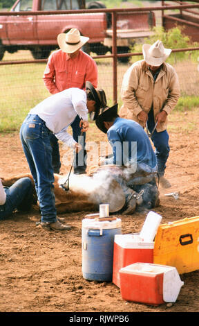 American Cowboys: 1990s Cowboys in the American west during spring branding time - cowboy branding a calf Stock Photo