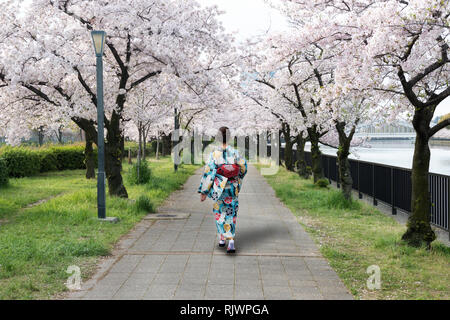 Asian woman wearing traditional japanese kimono in cherry blossom garden in Osaka, Japan. Spring season in Japan. Stock Photo