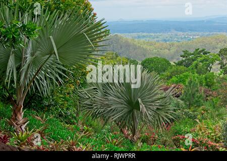 Bismarck palm trees (bismarckia nobilis) growing in landscape Stock Photo