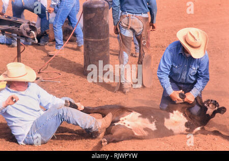 American Cowboys: 1990s Cowboys in the American west during spring branding time on a ranch near Clarendon Texas ca. 1998. Stock Photo