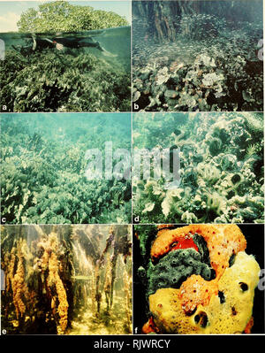 . Atoll research bulletin. Coral reefs and islands; Marine biology; Marine sciences. 329. Plate 1. Marine habitats at the Pelican Cays: a. Cat Cay, red mangrove (Rhizophora mangle) anchored on reef composed mainly of lettuce coral Agaricia tenuifolia (photo. Chip Clark); b, close-up of a showing lettuce coral associated with zoanthids, mangrove stilt roots covered by sponges, and schooling fishes; c, outer slope of coral ridge. Cat Cay, composed of lettuce coral and staghorn coral (Acropora cervicornis); d, inner slope of coral ridge. Cat Cay, where lettuce coral is densely populated by sponge Stock Photo