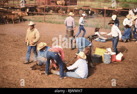 American Cowboys: 1990s Cowboys in the American west during spring branding time on a Texas ranch ca. 1998. Stock Photo