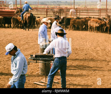 American Cowboys: 1990s Cowboys in the American west during spring branding time on the Triangle Ranch near Paducah Texas ca. 1998. Stock Photo