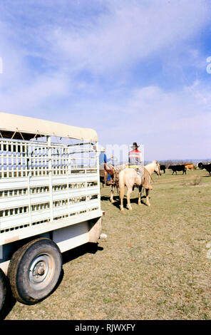 American Cowboys: 1990s Cowboys in the American west during spring branding time on a ranch in Texas ca. 1998. Stock Photo