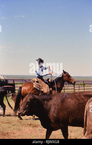 American Cowboys: 1990s Cowboys in the American west during spring branding time on a ranch in Texas ca. 1998. Stock Photo