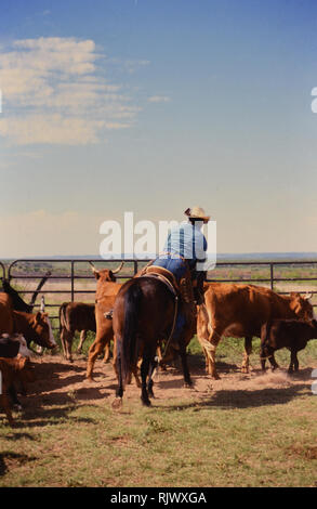 American Cowboys: 1990s Cowboys in the American west during spring branding time on a ranch in Texas ca. 1998. Stock Photo