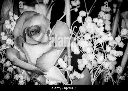 Macro - Red & Pink Rose with Baby's Breath Stock Photo